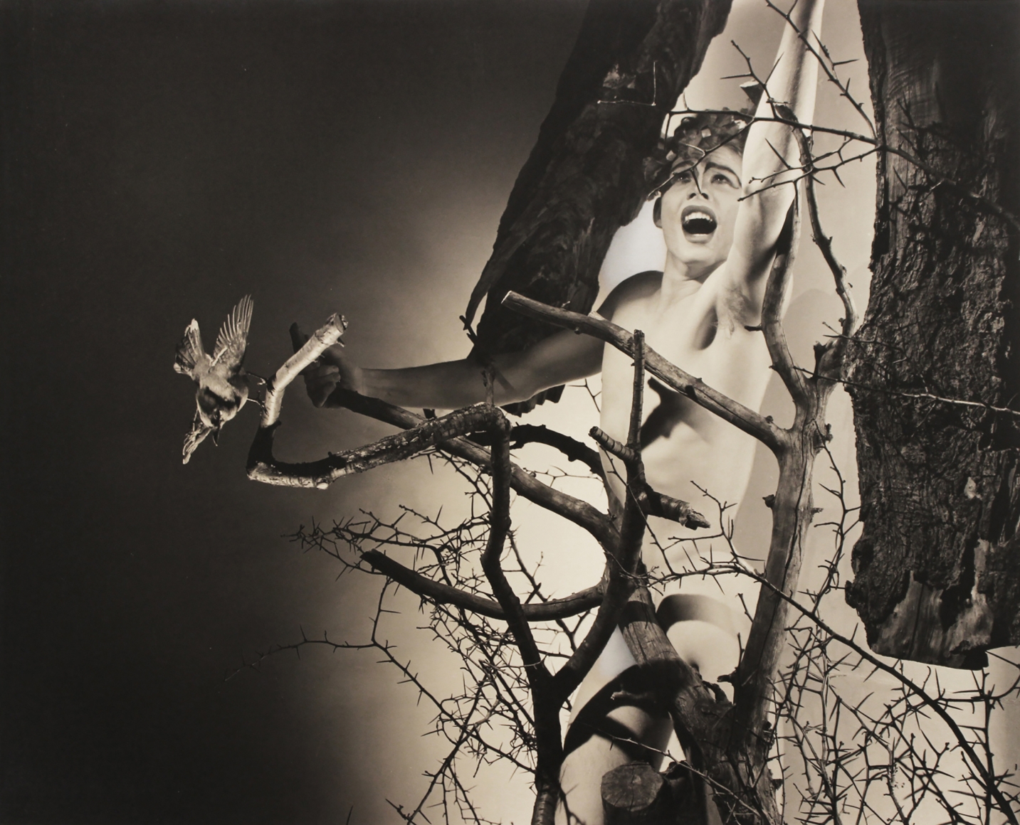 George Platt Lynes, Caenus, ​c. 1937–1939. Nude male in makeup among tree branches, one arm reaching upward.