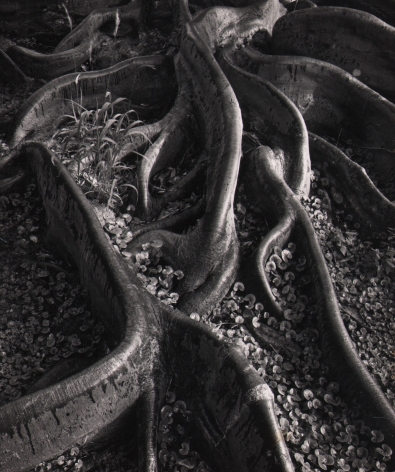 Ansel Adams, Roots, Foster Gardens, Honolulu, ​1948. Tree roots curve toward the camera with small vegetation between them.