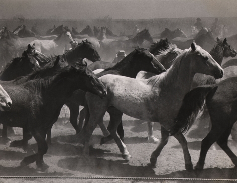 Leonard McCombe, Untitled, ​1951. A large group of horses in motion.