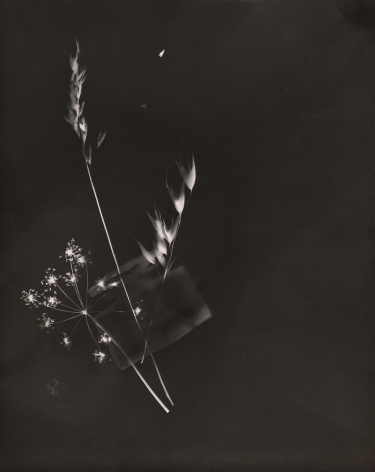 Claude Tolmer, Photogram (Inkwell & Flowers), ​c. 1933. White silhouettes on a black background of three flowers and a small vessel.